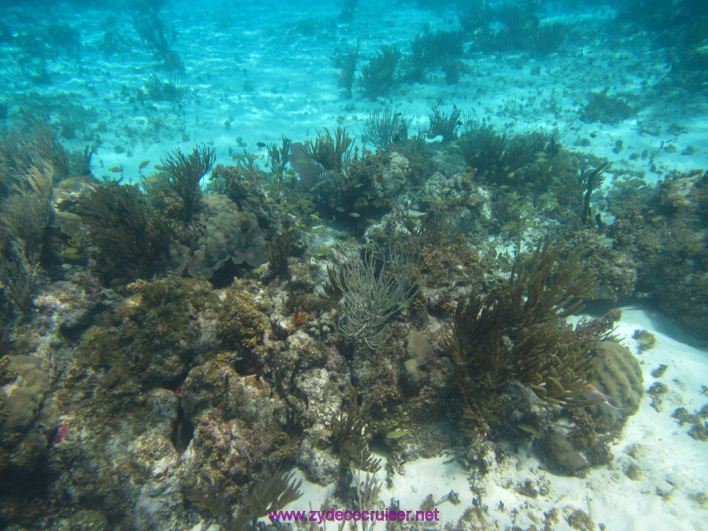 086: Carnival Dream Reposition Cruise, Grand Cayman, Native Way Rays, Reef, and Rum Point Tour, Coral Gardens, 