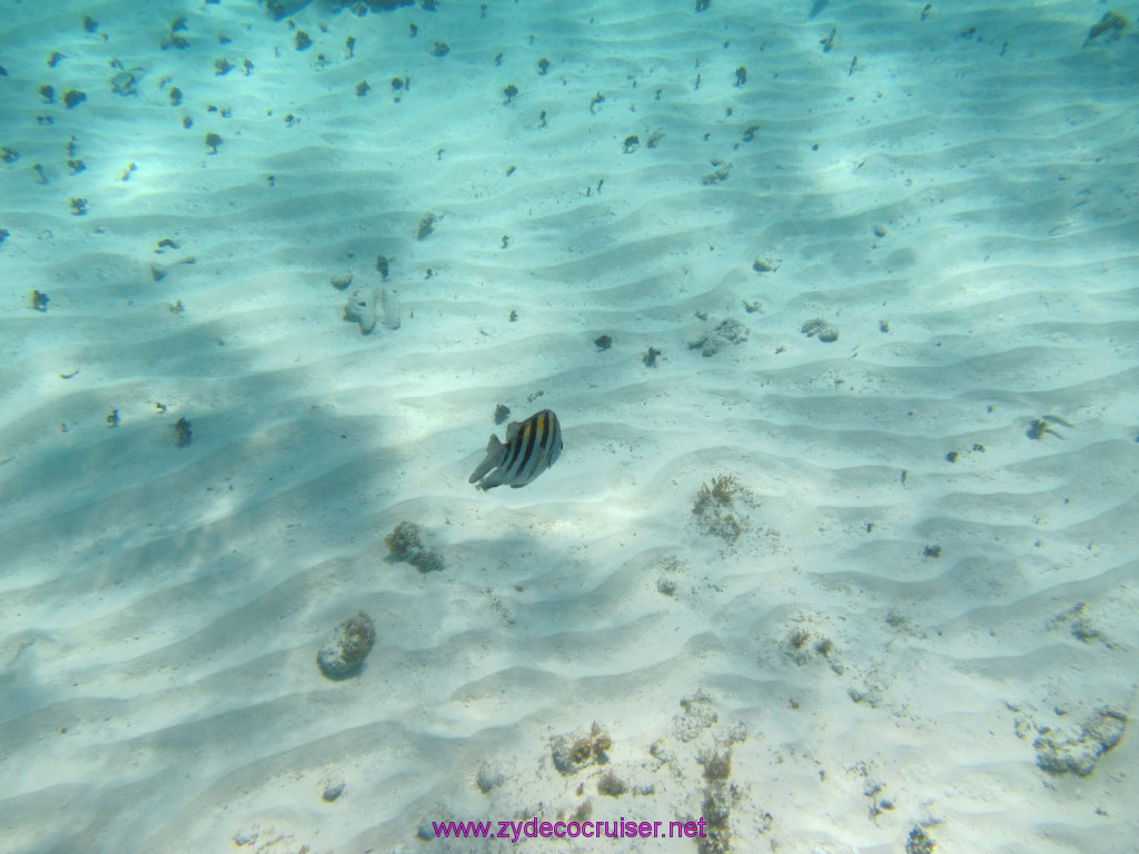 087: Carnival Dream Reposition Cruise, Grand Cayman, Native Way Rays, Reef, and Rum Point Tour, Coral Gardens, 