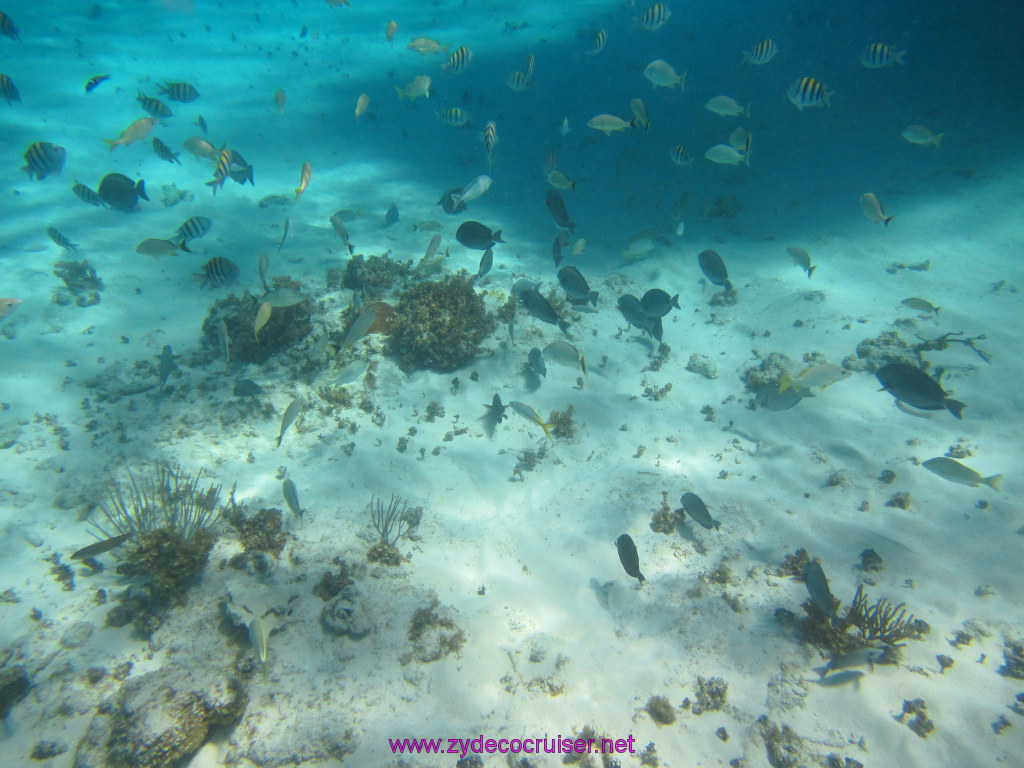 088: Carnival Dream Reposition Cruise, Grand Cayman, Native Way Rays, Reef, and Rum Point Tour, Coral Gardens, 