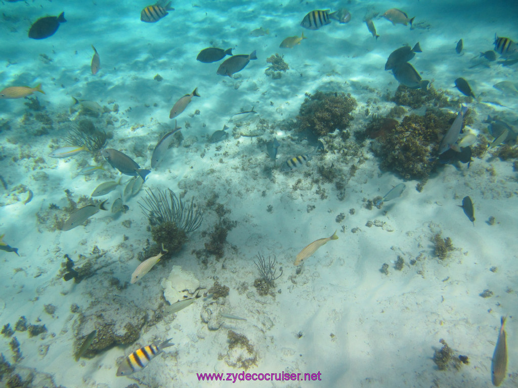 089: Carnival Dream Reposition Cruise, Grand Cayman, Native Way Rays, Reef, and Rum Point Tour, Coral Gardens, 