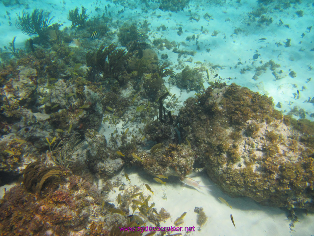 090: Carnival Dream Reposition Cruise, Grand Cayman, Native Way Rays, Reef, and Rum Point Tour, Coral Gardens, 