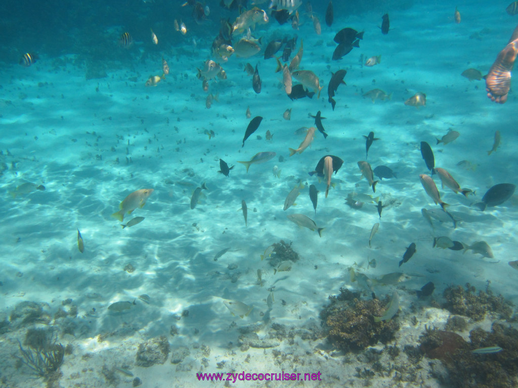 092: Carnival Dream Reposition Cruise, Grand Cayman, Native Way Rays, Reef, and Rum Point Tour, Coral Gardens, 