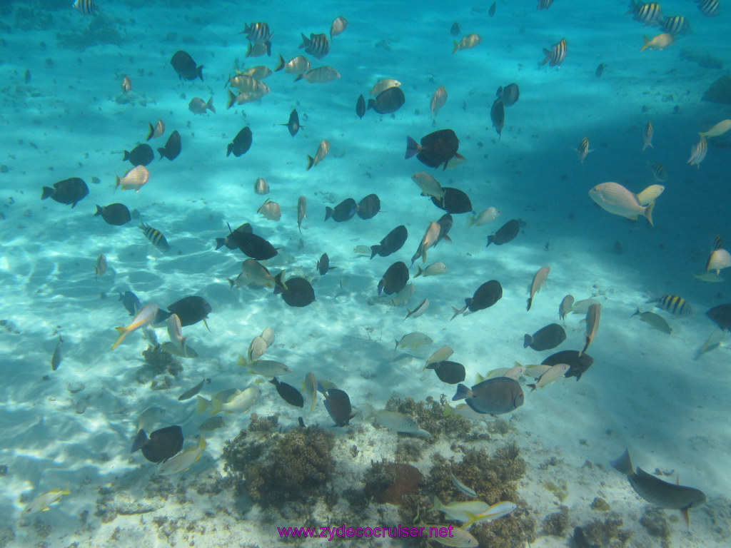 093: Carnival Dream Reposition Cruise, Grand Cayman, Native Way Rays, Reef, and Rum Point Tour, Coral Gardens, 