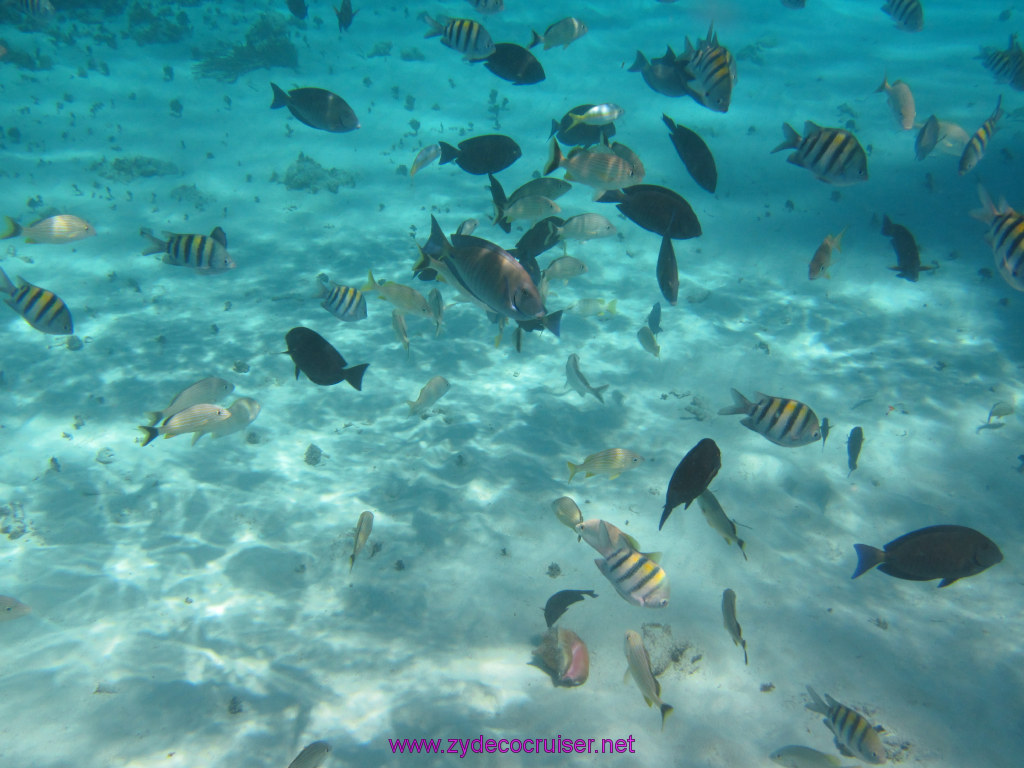 094: Carnival Dream Reposition Cruise, Grand Cayman, Native Way Rays, Reef, and Rum Point Tour, Coral Gardens, 