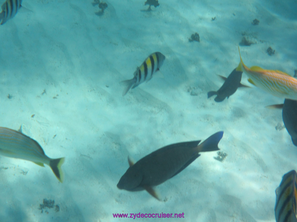 096: Carnival Dream Reposition Cruise, Grand Cayman, Native Way Rays, Reef, and Rum Point Tour, Coral Gardens, 