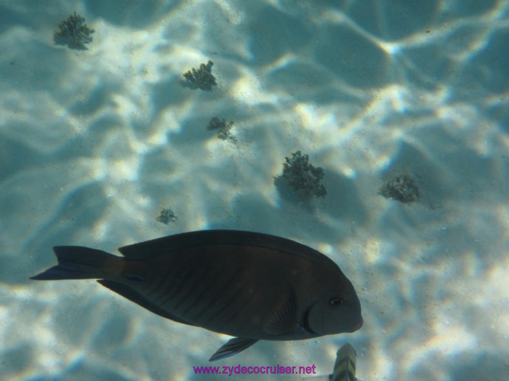 098: Carnival Dream Reposition Cruise, Grand Cayman, Native Way Rays, Reef, and Rum Point Tour, Coral Gardens, 