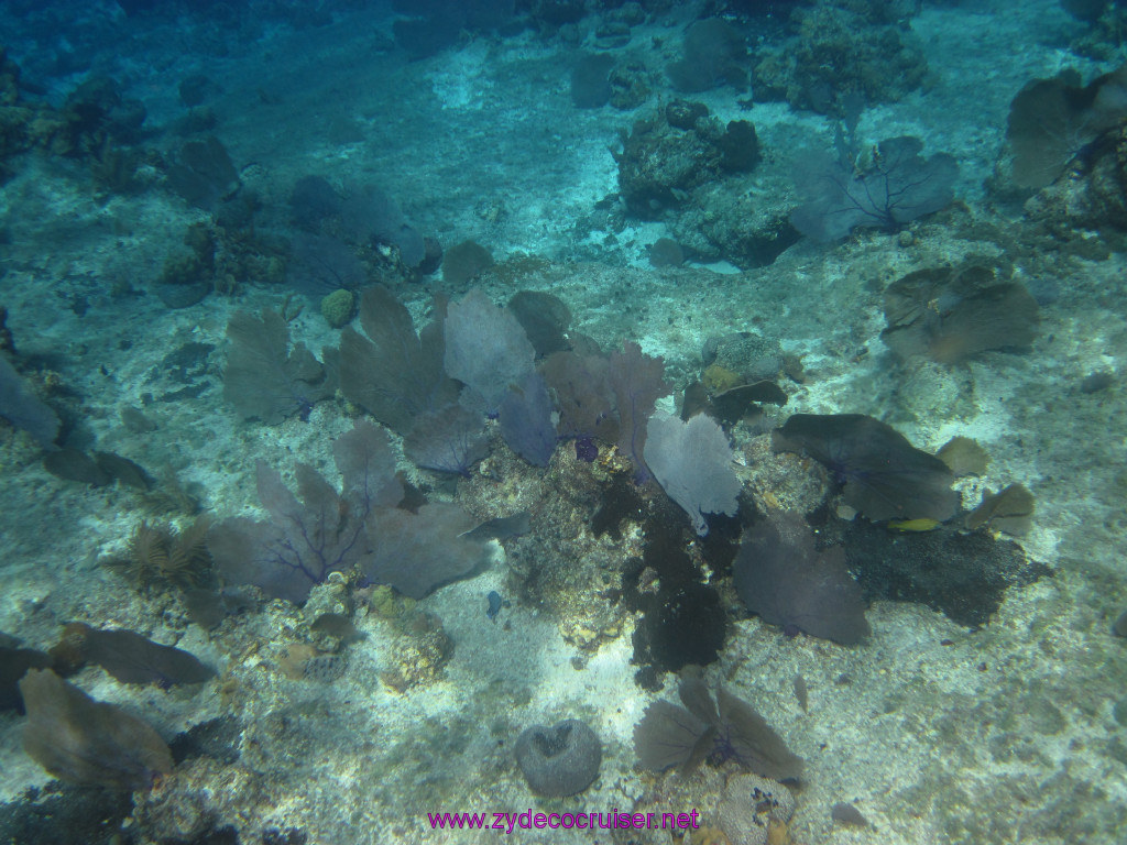 058: Carnival Elation Cruise, Cozumel, Two Reef Snorkeling by Boat, 