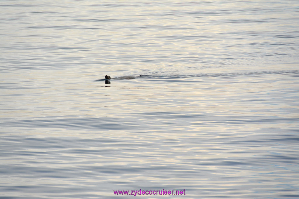 069: Carnival Inspiration, Catalina Island, Coastal Wild Dolphin Adventure, 