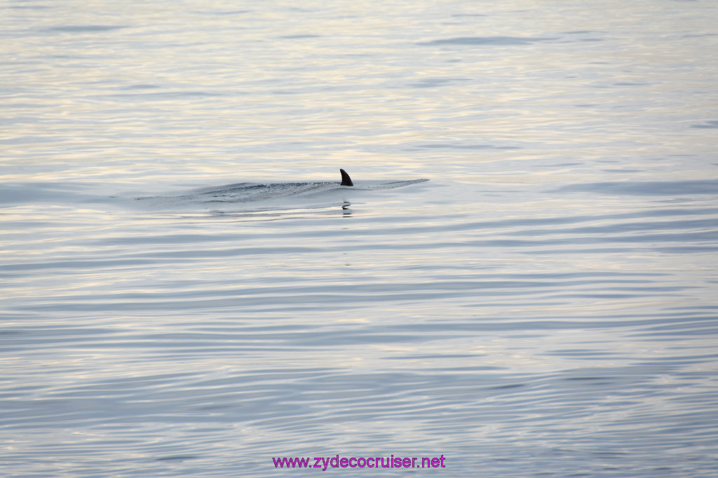 074: Carnival Inspiration, Catalina Island, Coastal Wild Dolphin Adventure, 