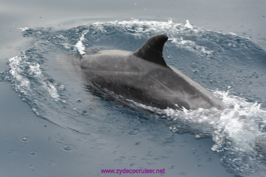 076: Carnival Inspiration, Catalina Island, Coastal Wild Dolphin Adventure, 