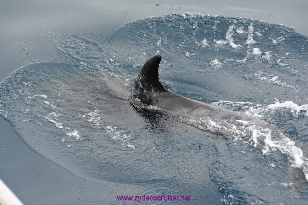 078: Carnival Inspiration, Catalina Island, Coastal Wild Dolphin Adventure, 