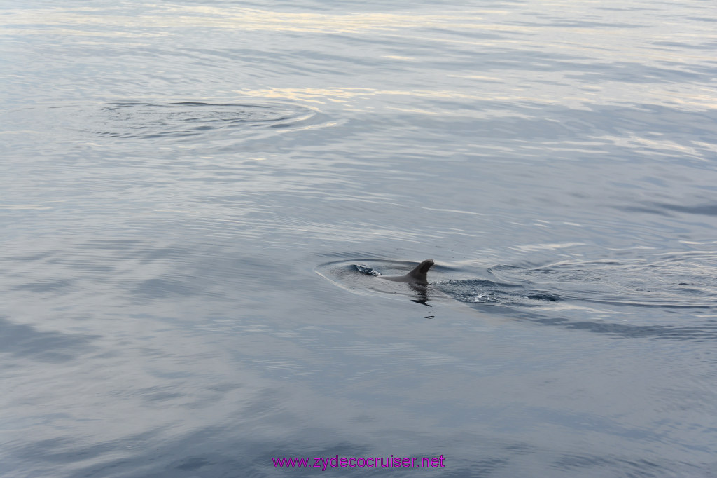 084: Carnival Inspiration, Catalina Island, Coastal Wild Dolphin Adventure, 