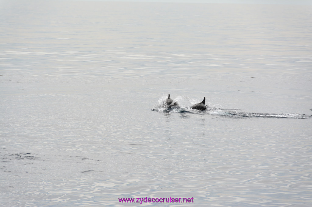 092: Carnival Inspiration, Catalina Island, Coastal Wild Dolphin Adventure, 