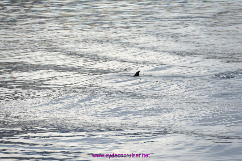 102: Carnival Inspiration, Catalina Island, Coastal Wild Dolphin Adventure, 