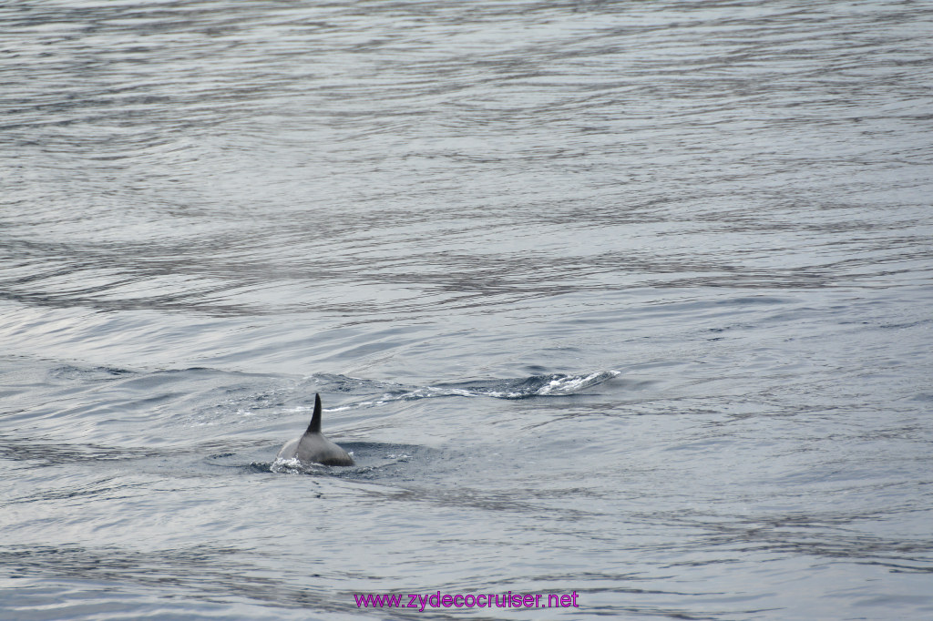 103: Carnival Inspiration, Catalina Island, Coastal Wild Dolphin Adventure, 