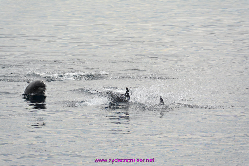115: Carnival Inspiration, Catalina Island, Coastal Wild Dolphin Adventure, 