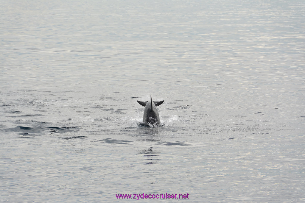 116: Carnival Inspiration, Catalina Island, Coastal Wild Dolphin Adventure, 