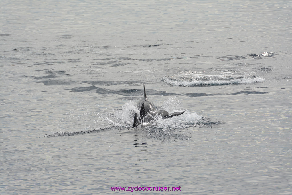 119: Carnival Inspiration, Catalina Island, Coastal Wild Dolphin Adventure, 