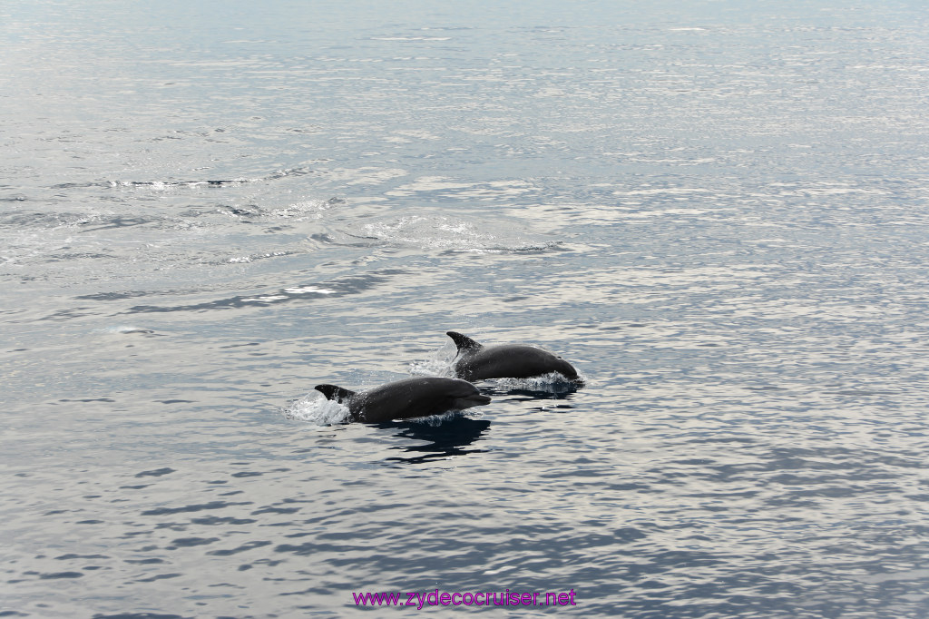 122: Carnival Inspiration, Catalina Island, Coastal Wild Dolphin Adventure, 