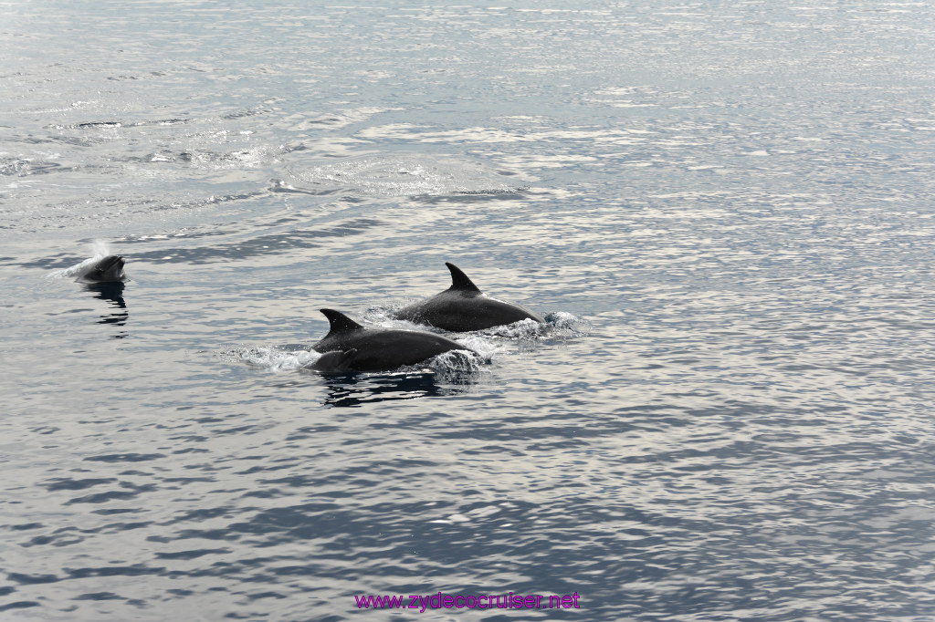 123: Carnival Inspiration, Catalina Island, Coastal Wild Dolphin Adventure, 