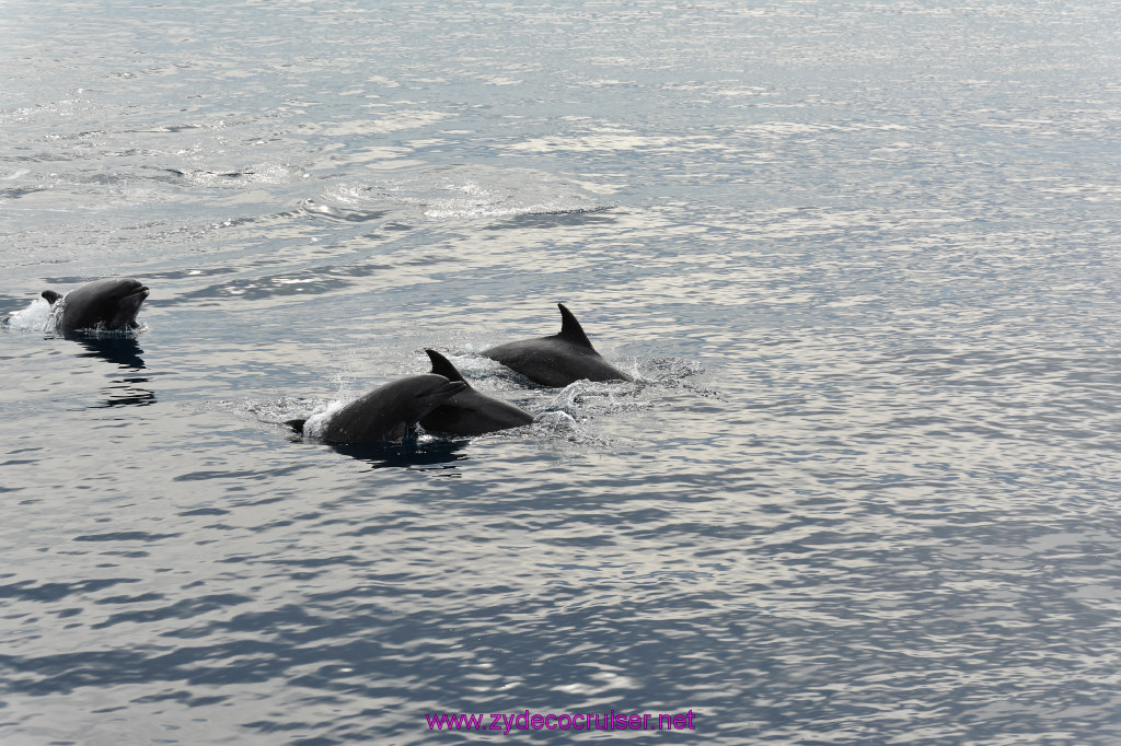 124: Carnival Inspiration, Catalina Island, Coastal Wild Dolphin Adventure, 