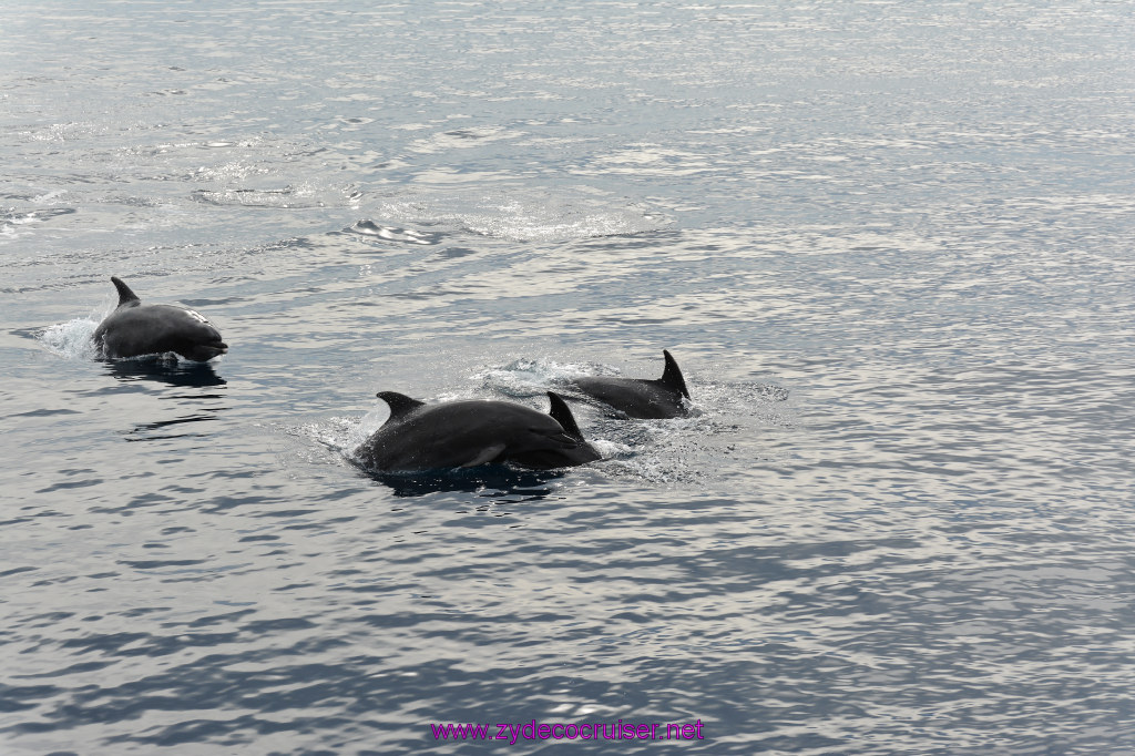 125: Carnival Inspiration, Catalina Island, Coastal Wild Dolphin Adventure, 