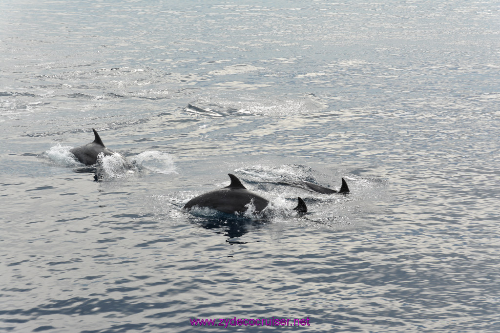 126: Carnival Inspiration, Catalina Island, Coastal Wild Dolphin Adventure, 