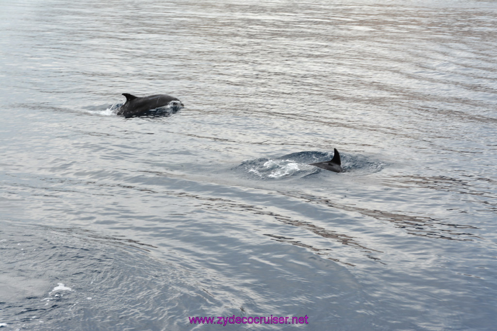 127: Carnival Inspiration, Catalina Island, Coastal Wild Dolphin Adventure, 