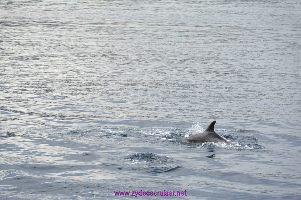 129: Carnival Inspiration, Catalina Island, Coastal Wild Dolphin Adventure, 