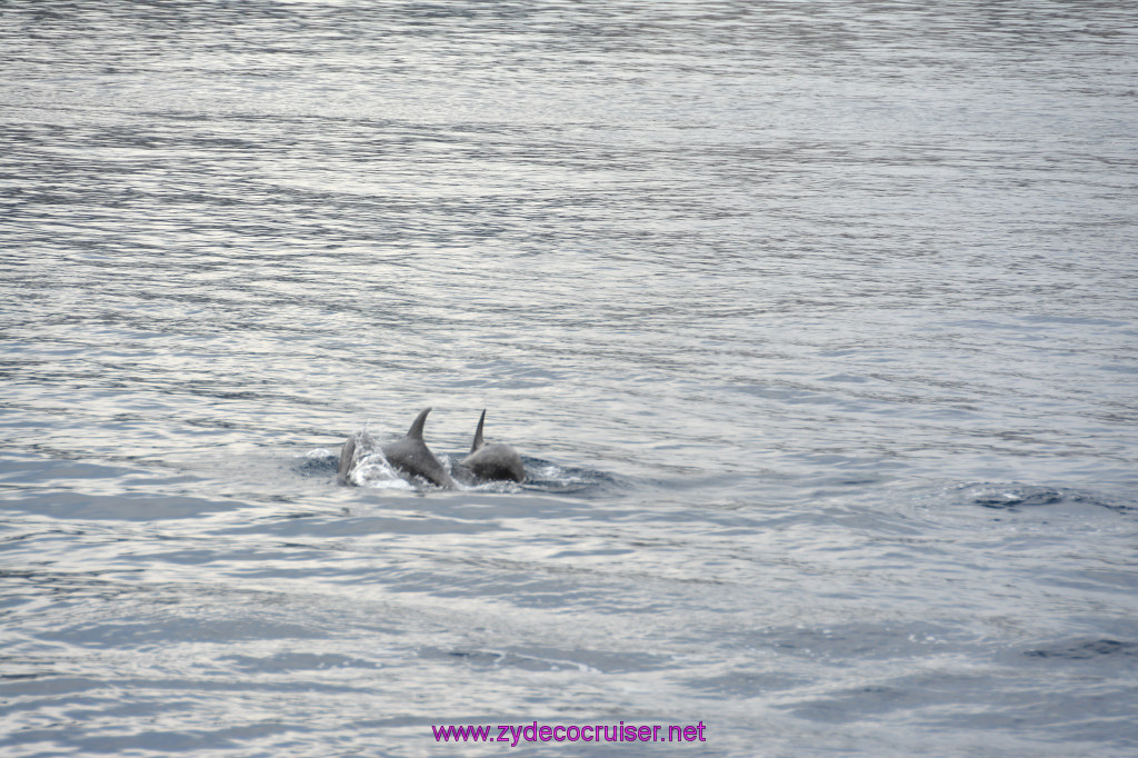130: Carnival Inspiration, Catalina Island, Coastal Wild Dolphin Adventure, 