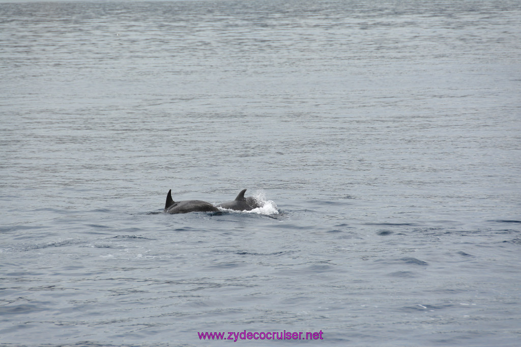 131: Carnival Inspiration, Catalina Island, Coastal Wild Dolphin Adventure, 