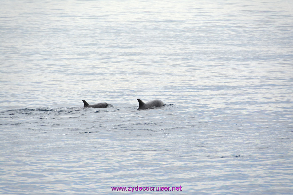132: Carnival Inspiration, Catalina Island, Coastal Wild Dolphin Adventure, 