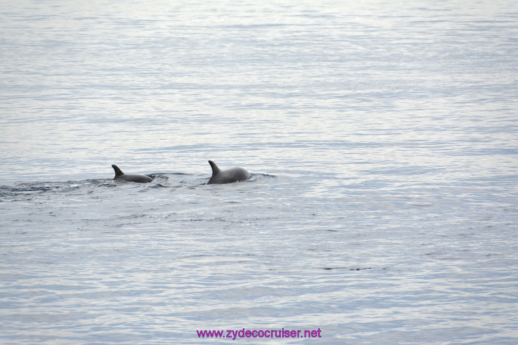 133: Carnival Inspiration, Catalina Island, Coastal Wild Dolphin Adventure, 