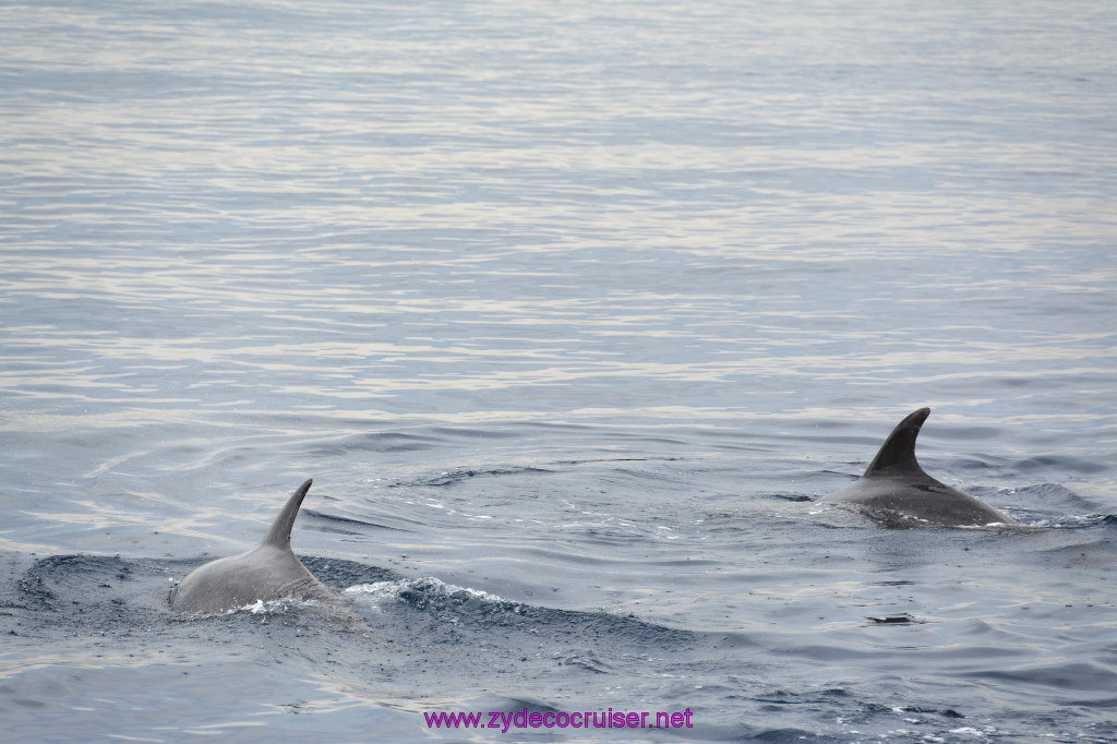 135: Carnival Inspiration, Catalina Island, Coastal Wild Dolphin Adventure, 