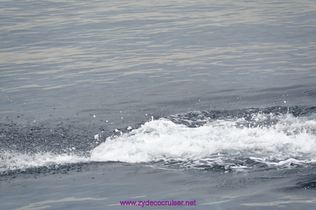 136: Carnival Inspiration, Catalina Island, Coastal Wild Dolphin Adventure, 