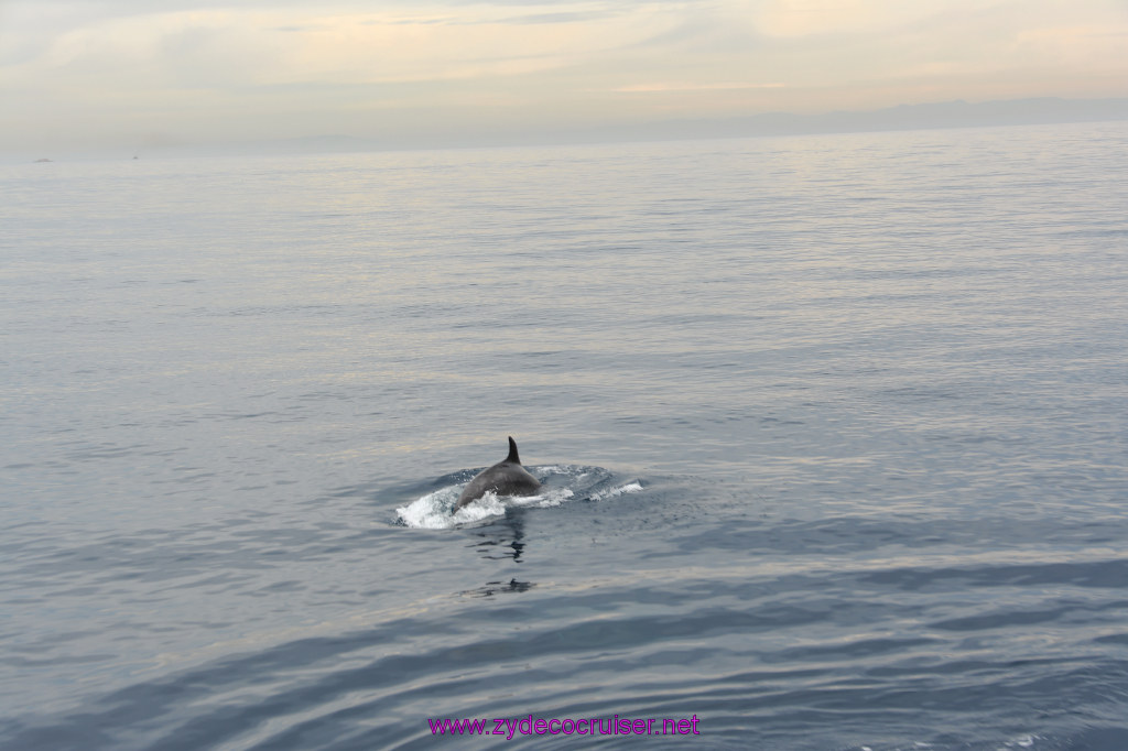 137: Carnival Inspiration, Catalina Island, Coastal Wild Dolphin Adventure, 