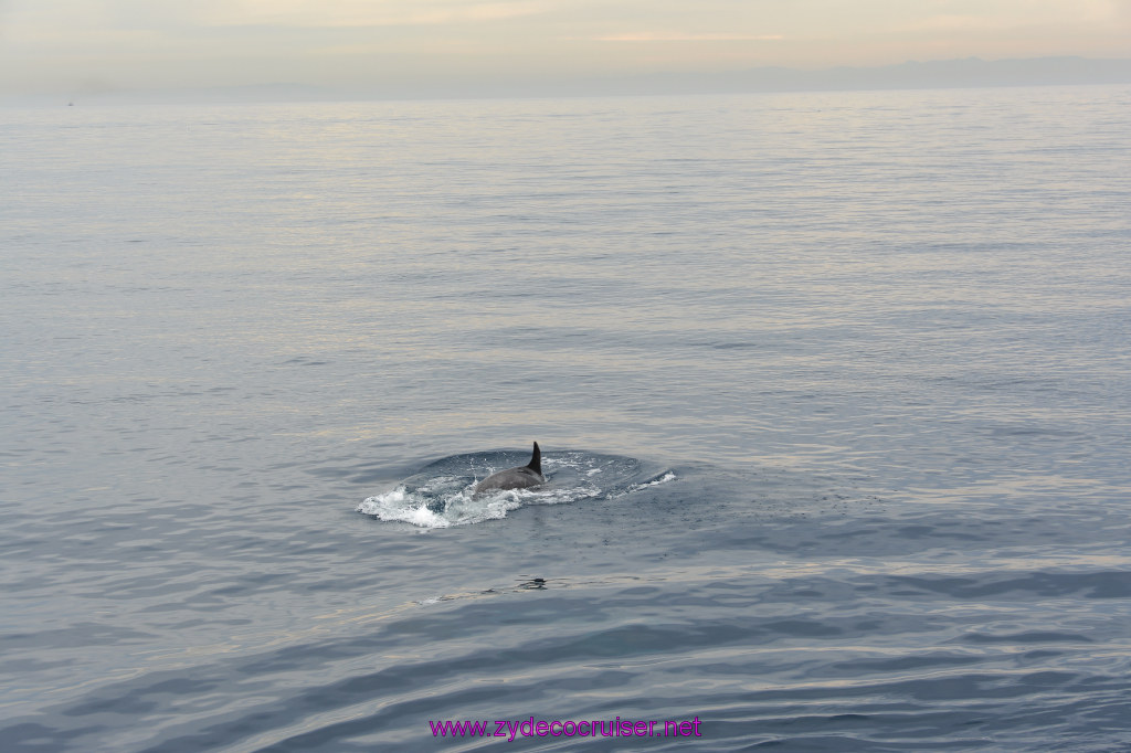 138: Carnival Inspiration, Catalina Island, Coastal Wild Dolphin Adventure, 