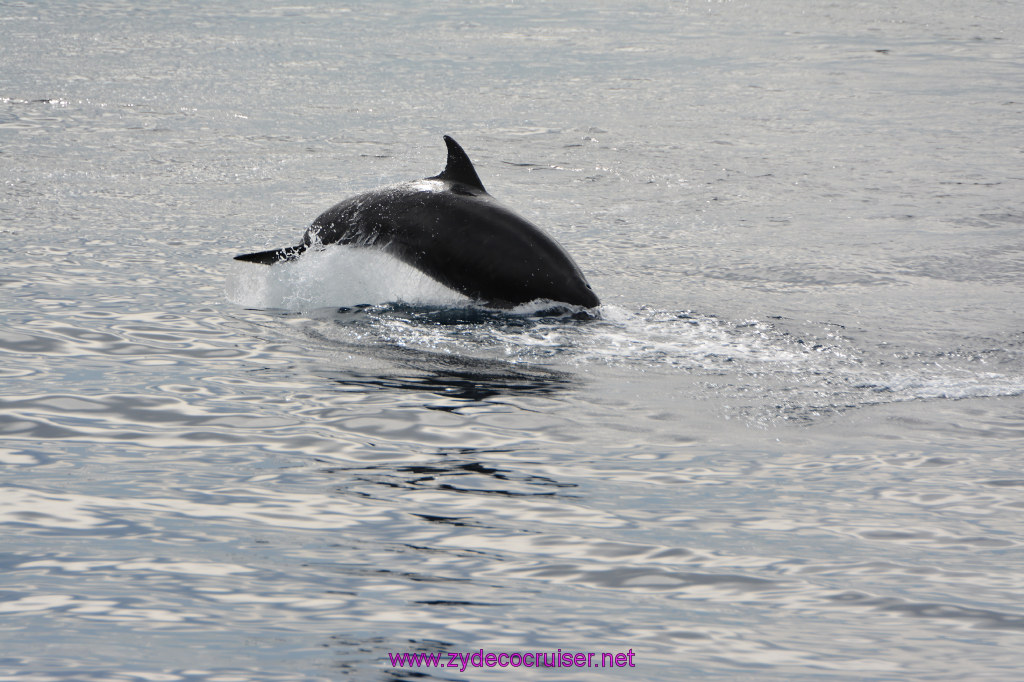 139: Carnival Inspiration, Catalina Island, Coastal Wild Dolphin Adventure, 