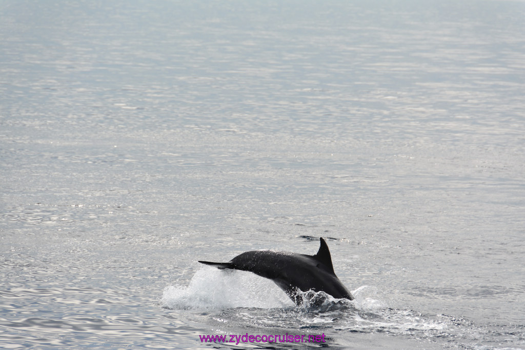 140: Carnival Inspiration, Catalina Island, Coastal Wild Dolphin Adventure, 