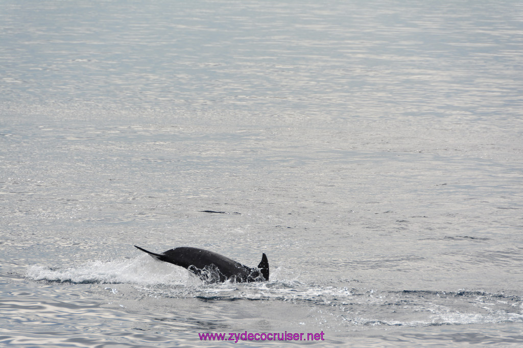 141: Carnival Inspiration, Catalina Island, Coastal Wild Dolphin Adventure, 