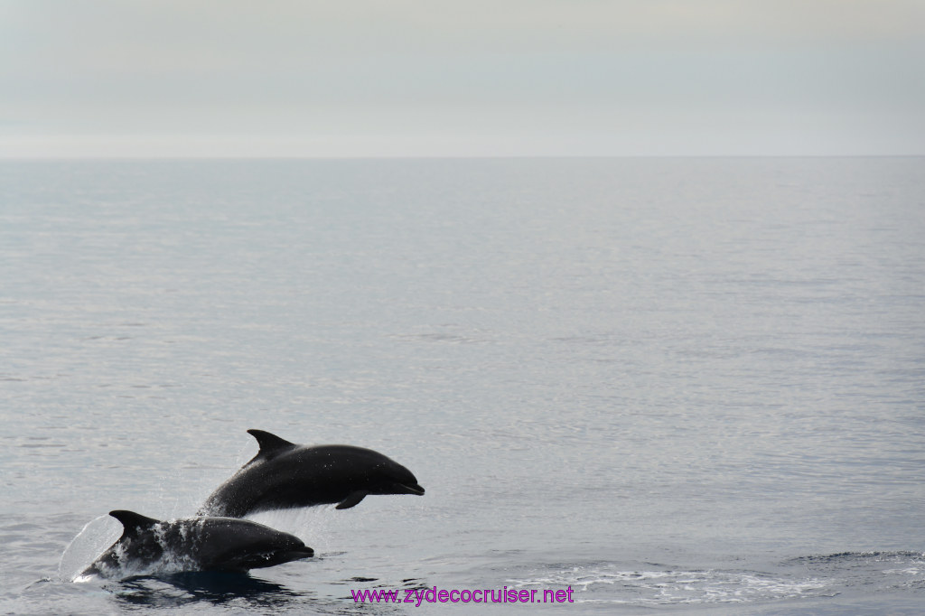 142: Carnival Inspiration, Catalina Island, Coastal Wild Dolphin Adventure, 