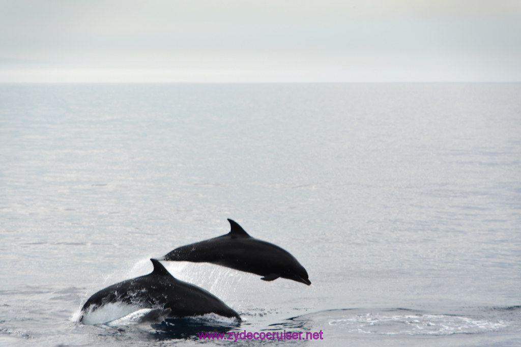143: Carnival Inspiration, Catalina Island, Coastal Wild Dolphin Adventure, 