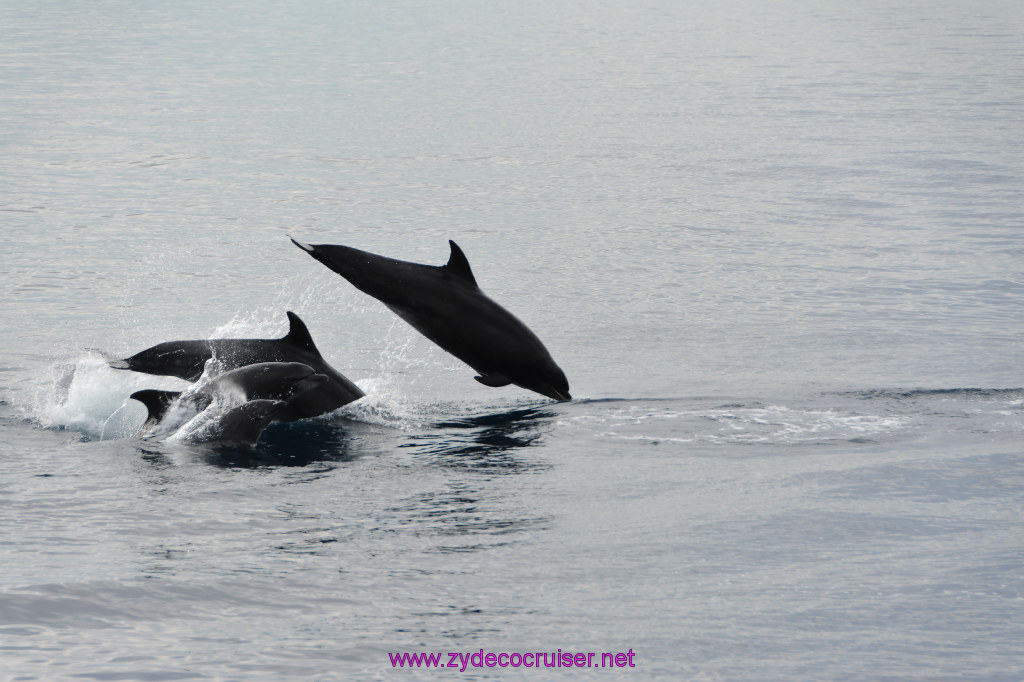 144: Carnival Inspiration, Catalina Island, Coastal Wild Dolphin Adventure, 