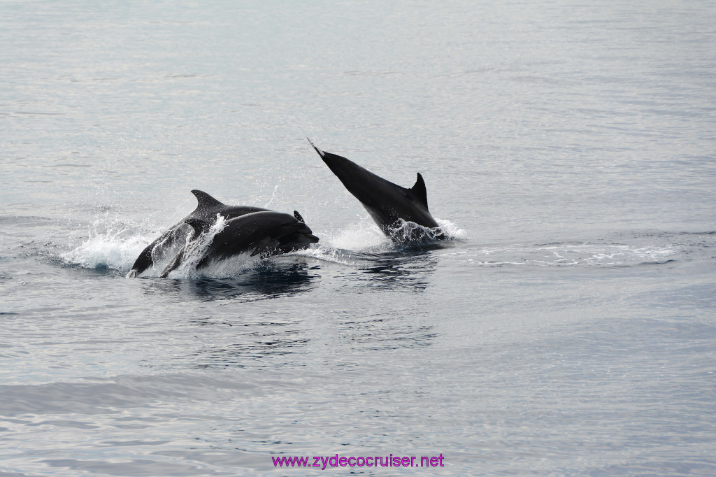 145: Carnival Inspiration, Catalina Island, Coastal Wild Dolphin Adventure, 