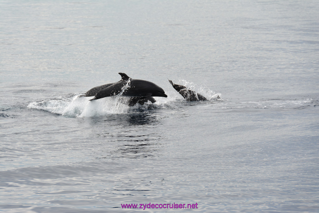 146: Carnival Inspiration, Catalina Island, Coastal Wild Dolphin Adventure, 