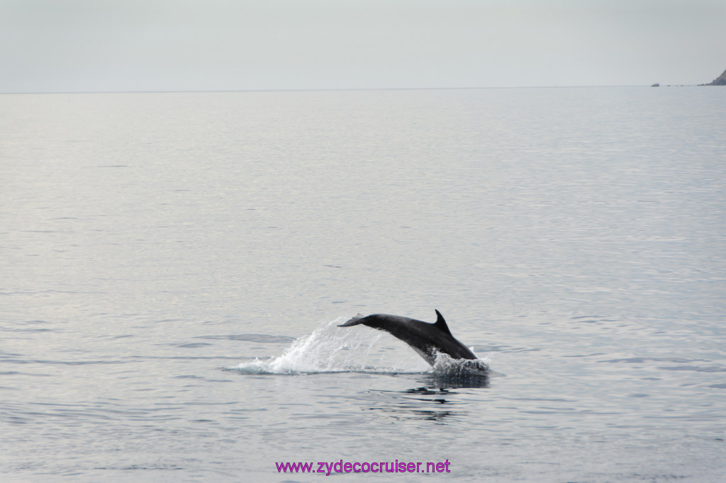 147: Carnival Inspiration, Catalina Island, Coastal Wild Dolphin Adventure, 