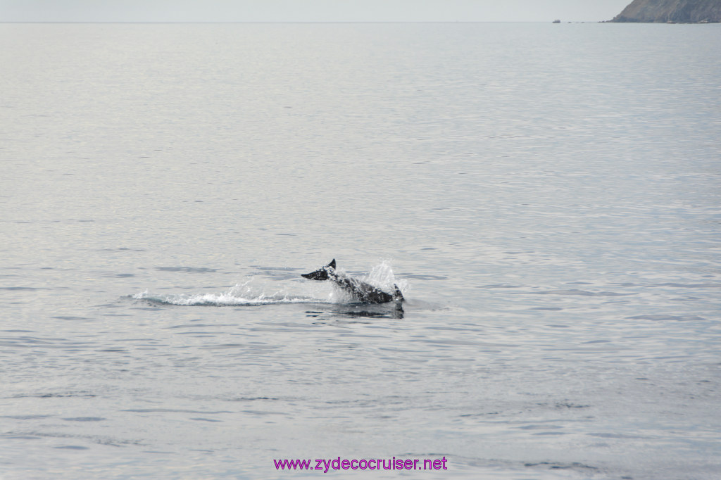 148: Carnival Inspiration, Catalina Island, Coastal Wild Dolphin Adventure, 