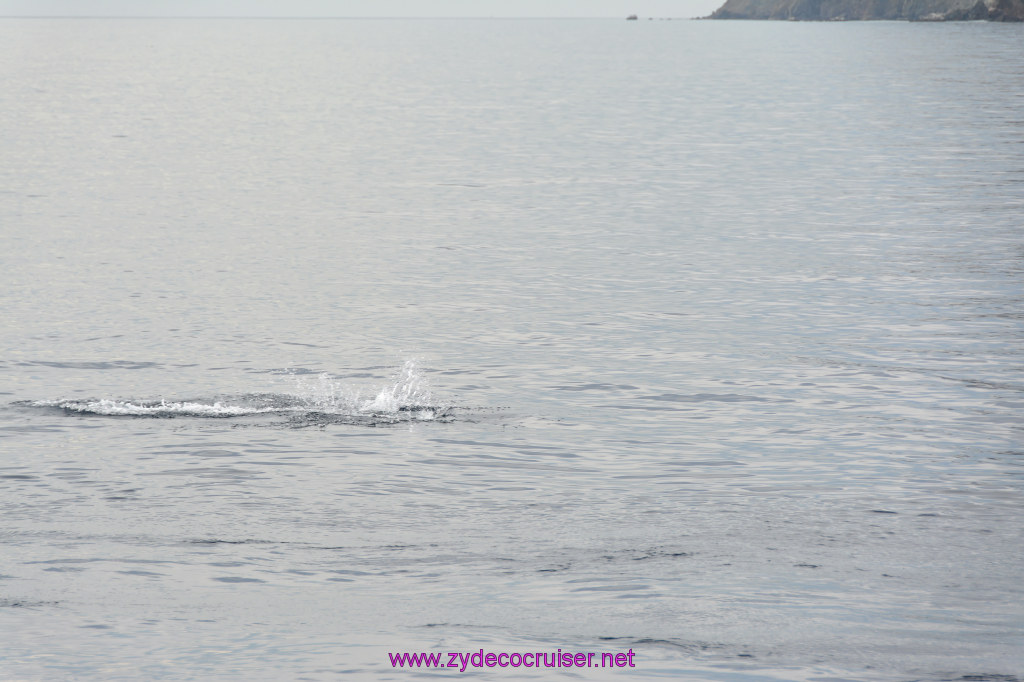 149: Carnival Inspiration, Catalina Island, Coastal Wild Dolphin Adventure, 