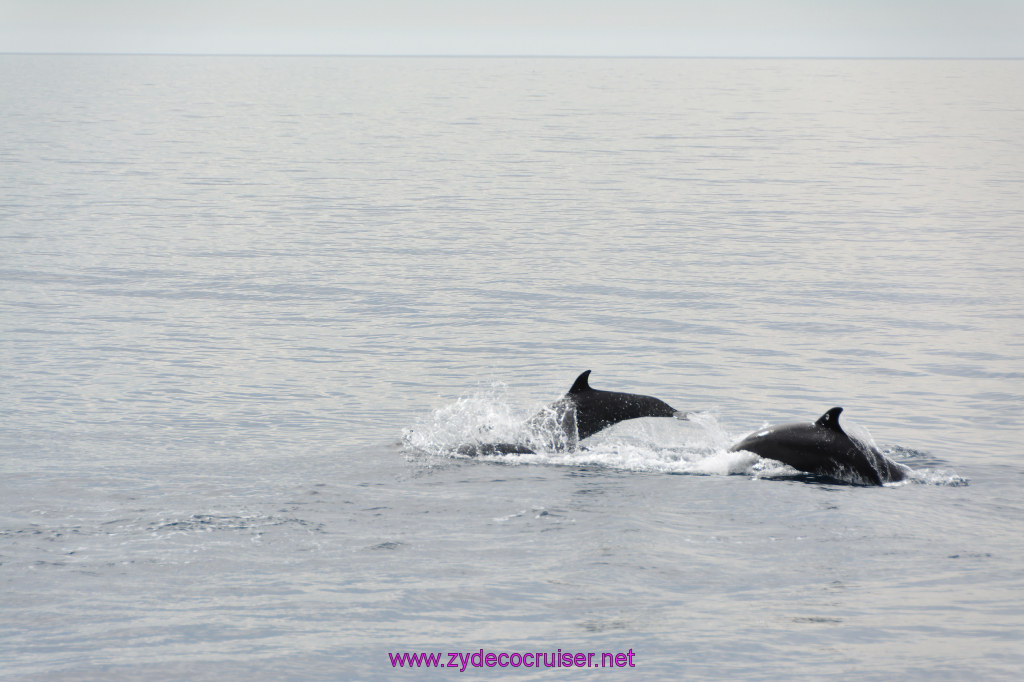 150: Carnival Inspiration, Catalina Island, Coastal Wild Dolphin Adventure, 
