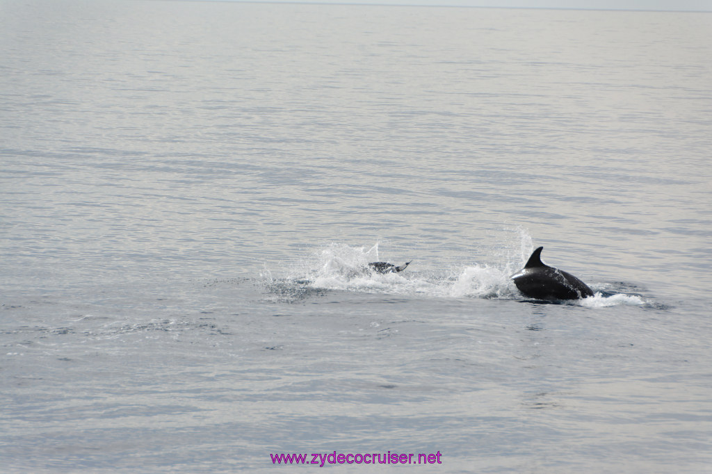 151: Carnival Inspiration, Catalina Island, Coastal Wild Dolphin Adventure, 